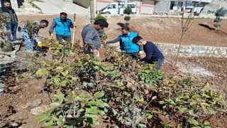 Eyyübiyede ağaçlandırma ve yeşillendirme çalışmaları sürüyor