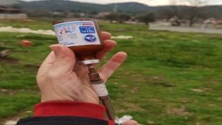 Fethiyede şap hastalığı ile mücadele sürüyor
