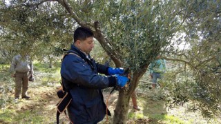 Foçada zeytin ağaçlarında budama başladı