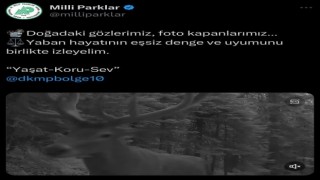 Fotokapanlara yansıyan yaban hayvanlarının eşsiz uyumu