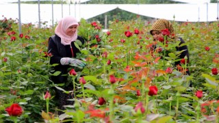 Sevginin sembolü gül fiyatları cep yakıyor Çiçekçilerde fiyatı beş katı