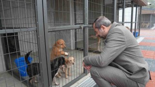 Gürsu Belediyesi 3 ayda 860 sokak hayvanına şifa dağıttı