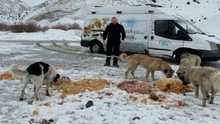 Hakkaride sokak hayvanlarına yiyecek bırakıldı