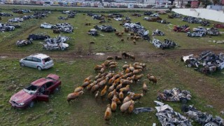 Hurda araçların büyük çoğunluğunun teslim edildiği araç mezarlığı koyunlara otlak oldu