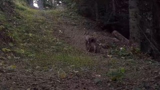 Ilgaz Dağı Milli Parkındaki yaban hayatı zenginliği fotokapanlara yansıdı