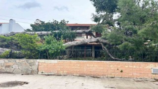 İzmir Çeşmede dev ağaç evin bahçesine devrildi