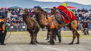 İzmirde deve güreşi festivaline yoğun ilgi