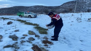 Jandarma, karlı dağlarda yaban ve sokak hayvanlarını yalnız bırakmıyor