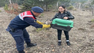 Jandarmanın bulduğu yaralı baykuş tedaviye alındı