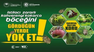 Kahverengi kokarca ile mücadele sürüyor