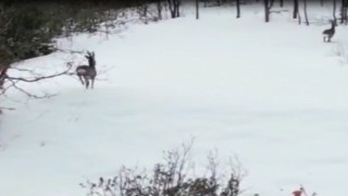 Karacaların kaçışı dron kamerasına yansıdı