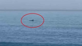 Karadenizde yunuslar görüntülendi