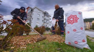 Kareside budanan dallar gübre oluyor