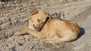Kastamonuda dehşet veren olay: 10 köpeği uyuşturup araziye attılar