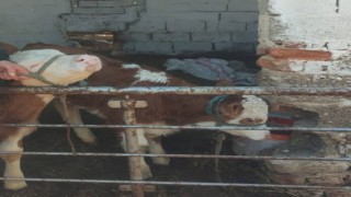 Kaybolan buzağıları jandarma ekipleri bularak sahibine teslim etti