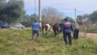 Kayıp hayvanları jandarma buldu
