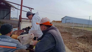 Kırşehirde, şap aşılama programıyla hayvan varlığı güncelleniyor