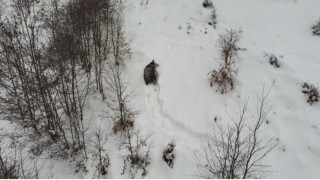 Kış uykusuna yatamayan ayı dron ile görüntülendi