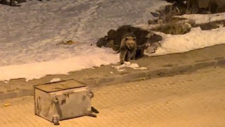 Kış uykusundan uyanan boz ayılar yiyecek bulmak için ilçe merkezine indi