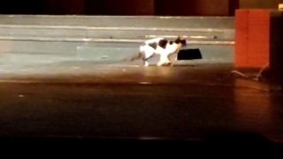 Konser esnasında sahneye çıkan kedi gülümsetti