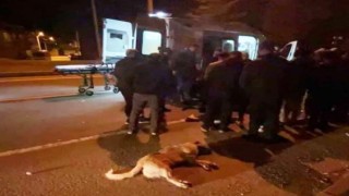 Köpeğe çarpan motosiklet sürücüsü yaralandı