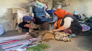 Köpeklerin saldırdığı karacaya aile şefkati