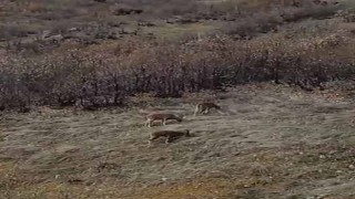 Koruma altındaki dağ keçileri sürü halinde görüntülendi