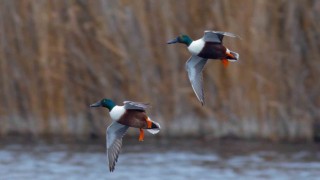 Kuş Cenneti Hürmetçi Sazlığında 5 bin su kuşu sayıldı