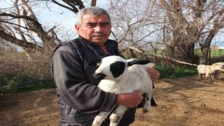 Kuzuların kesilmesine gönlü razı olmadı