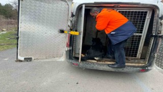 Mahalleli istedi başı boş köpekleri topladı, hayvan severlerle başı derde girdi