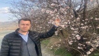Malatyada badem ağaçları çiçek açtı