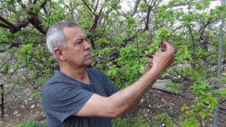 Mersinde erik bahçeleri meyve vermeye başladı