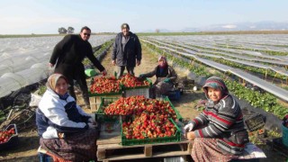 Mersinde örtü altında çilek hasadı sürüyor