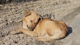 Milletvekili Ekmekciden ölüme terk edilen köpeklerle ilgili açıklama: