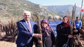 Muğla Büyükşehir Belediyesi 53 bin adet meyve fidanı dağıtıyor