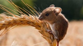 Nazillide tarla faresi popülasyonu arttı