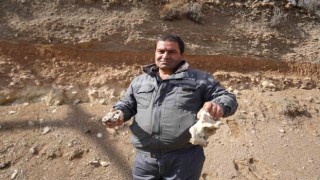 Niğdede dinozor fosili iddiası