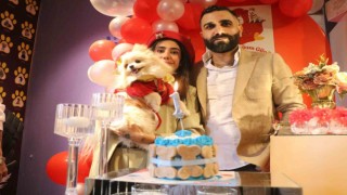 Nişanlı çift hayvanlara şiddete karşı farkındalık oluşturmak için köpeklerine doğum günü kutlaması düzenledi