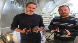 On gün önce doğum yapan köpeği ezip olay yerinden kaçtı