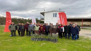 Orman yangınlarında zarar gören üreticilere 9 bin zeytin fidanı dağıtıldı
