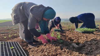 Osmaniye'de doğal kekik üretimi ile 50 kişiye istihdam