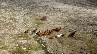 Güneşi gören yılkı atları indikleri yaylarda havadan görüntülendi