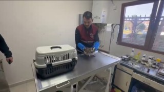 Pendikte tedavi edilen yaralı atmaca doğaya dönecek