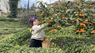 Rizeli çiftçiler yazın çay, kışın mandalina toplayarak geçimlerini sağlıyor