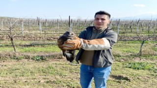 Salihlide yaralı halde bulunan şahin tedavi altına alındı