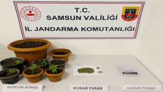 Samsunda 40 kök kenevir, 25 gram esrar ele geçirildi