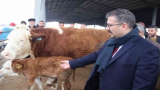 Şap hastalığından dolayı kapalı olan Iğdır Hayvan Borsası yeniden kullanıma açıldı