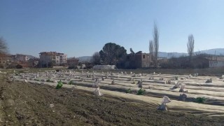 Selendide tütün üreticilerinin telaşı başladı