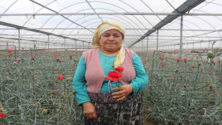 Sevgililerin çiçekleri İzmirden: 14 Şubat öncesi hasat yoğunluğu