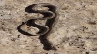 Siirtte kış ayında 1 metre uzunluğunda yılan görüldü